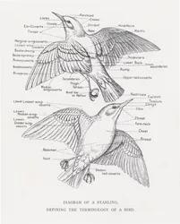 Diagram av en stare, som definierar terminologin för en fågel (litho)