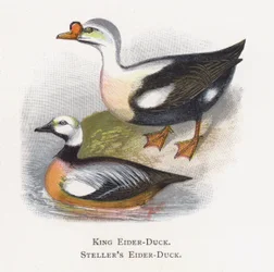 King Eider-Duck, Stellers ejder-Duck