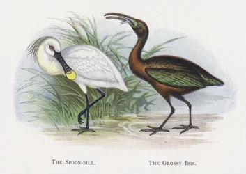 Skednäbben, den glansiga Ibis