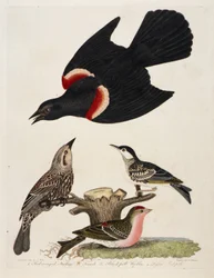 1. Rödvingad stare. 2. Hona. 3. Svarthakad sångare. 4. Mindre rödhätta