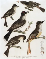 1. Tyrantflugsnappare. 2. Stor Crested F. 3. Liten grönhuvad F. 4. Pe-We F. 5. Wood Pe-We F. (från boken American Orinthology)