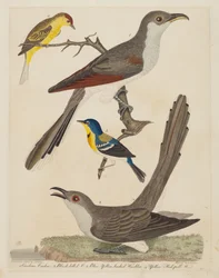 Carolina Cuckoo, Svartnäbbgök, Blå Gulryggig sångare och Gul..., pub. 1808-1814.