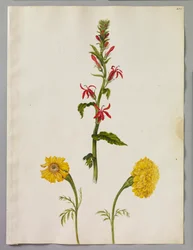 Alexander Marshal (RCIN 924402)