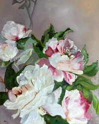 Rosa och vita pioner