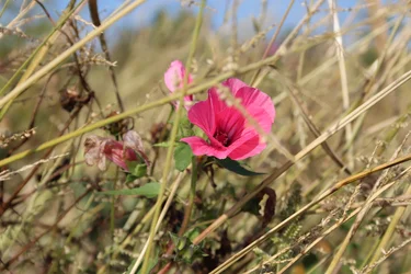 Blommar i vinden