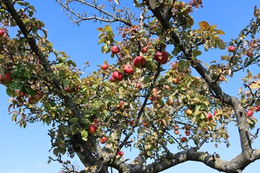 Röda frukter
