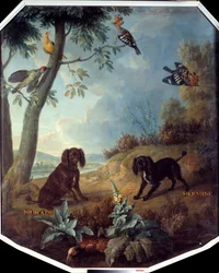 Muskotnöt och Hermine, Ludvig XIV:s hundar (1638-1715). Målning av Francois Desportes (1661-1743)