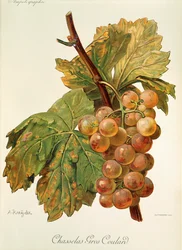 Chasselas Gros Coulard druva av A. Kreyder