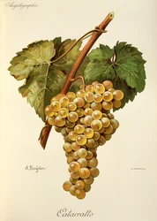 Fiano druva av A. Kreyder