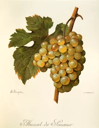 Muscat de Saumur druva av A Kreyder