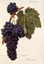 Oriou Gris druva av A. Kreiter