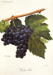 Tinto Cao druva av A. Kreyder
