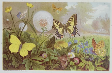 Fjärilar, illustration från en ungersk naturhistorisk bok, ca 1900