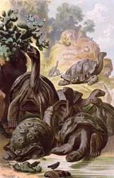 Jättesköldpaddor från Galapagosöarna, från en naturhistorisk bok, 1887