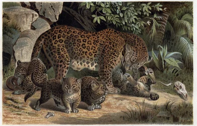 Panthere and its young - Panthera, från "Brehm