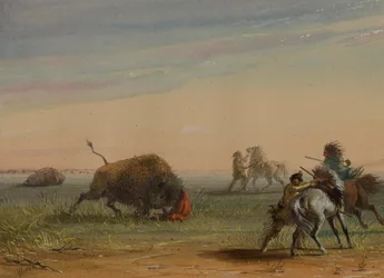 Buffel som vänder sig mot sina förföljare
