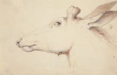 Älg. c.1837 (teckning)
