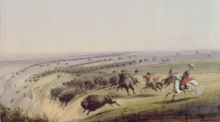 Buffeljakt, 1837