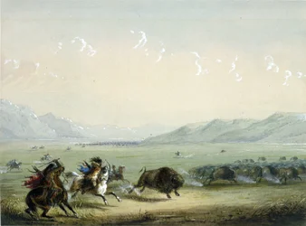Springande bison