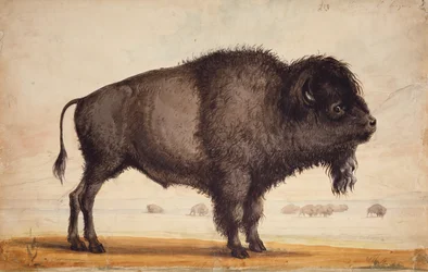 Scenting the Breeze, ca 1837 (akvarell på papper)