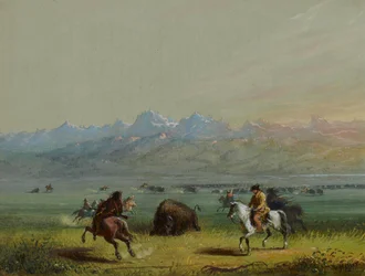 Skadad buffel