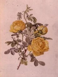 Rosa Genus, nr 10, 755, c.1910