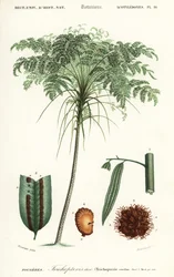 Trädfern, Cyathea species., 1849 (gravyr)