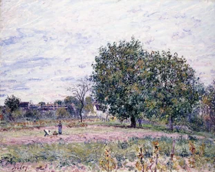 Valnötsträd, effekten av den nedgående solen - första dagen i oktober 1882