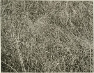 Gräs, 1933.