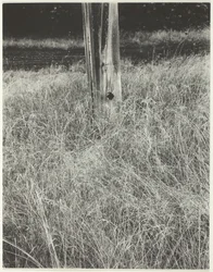Gräs och flaggstång, 1933.
