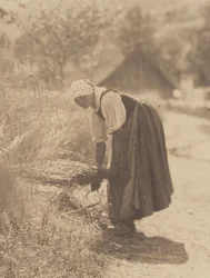 Skörd