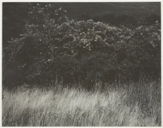 Häck och gräs - Lake George