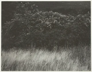 Hedge and Grasses - Lake George, 1933.