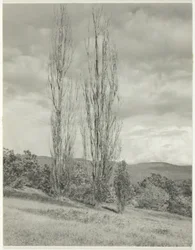 Poplar — Lake George