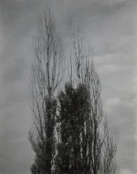 Poppelträd – Lake George