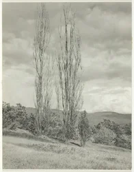 Poplar—Lake George, 1935.