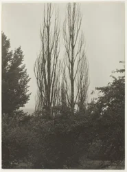 Poplar - Lake George