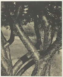 De dansande träden, 1922.