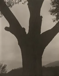 Den döende kastanjen, 1919.