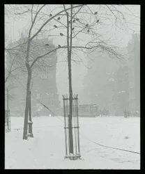 Träd i snö, New York City