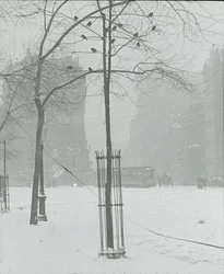 Träd i Snow, New York City, 190002.
