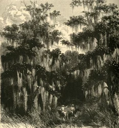 "Magnolia Swamp", 1872.