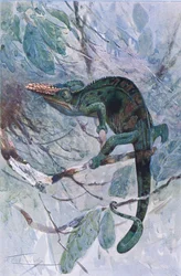 Afrikansk kameleont, illustration från 