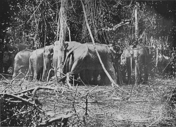Försök att rädda den bundna kon, c1890, 1910