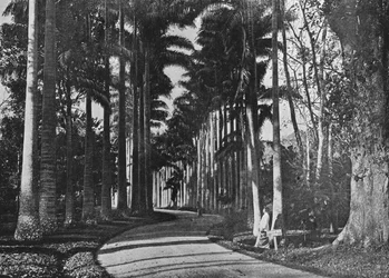 Kålpalmer i Peradeniya Gardens, c1890, 1910