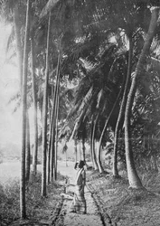 Dawn Through the Palms, c1890, 1910