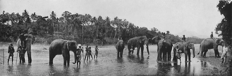 Kandy. Sacred Elephants of the Temple Bathing, c1890, 1910