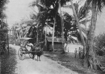 Road Beside the Kelaniya River, c1890, 1910