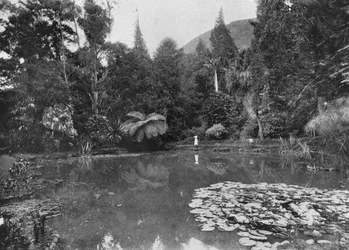 The Lotus Pond, Hakgalla Gardens, Nuwara Eliya, c1890, 1910