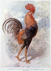 Chantecler Rooster Costume designad för Constant Poppy 1908, pjäs på vers av Edmond Rostand